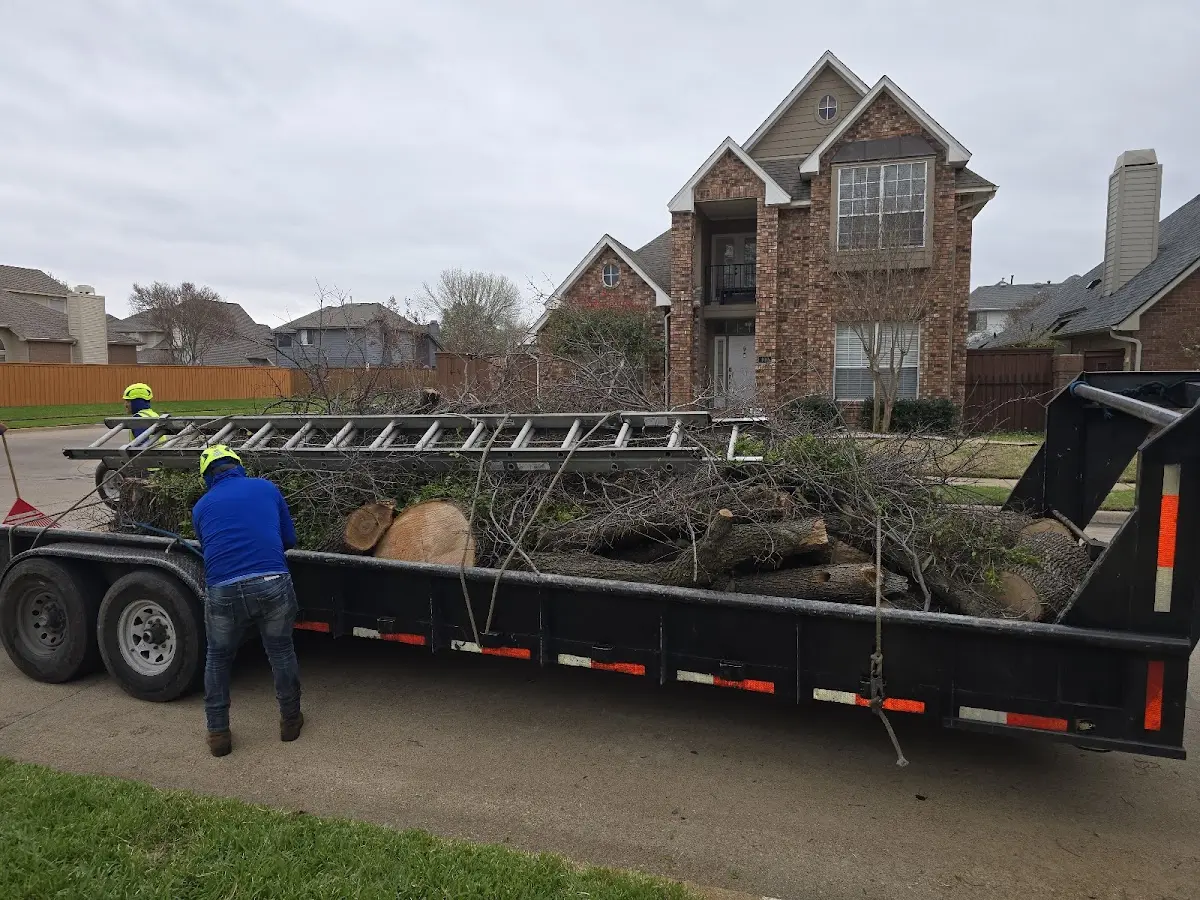 Expert Tree Pest Control with proper safety equipment in Bethel